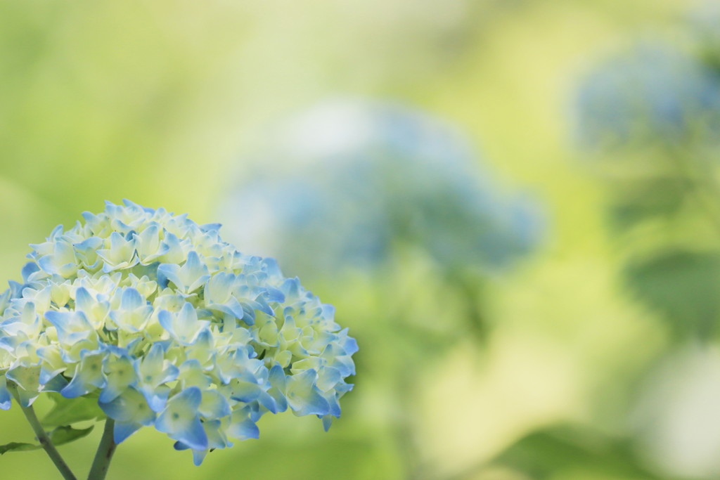 紫陽花