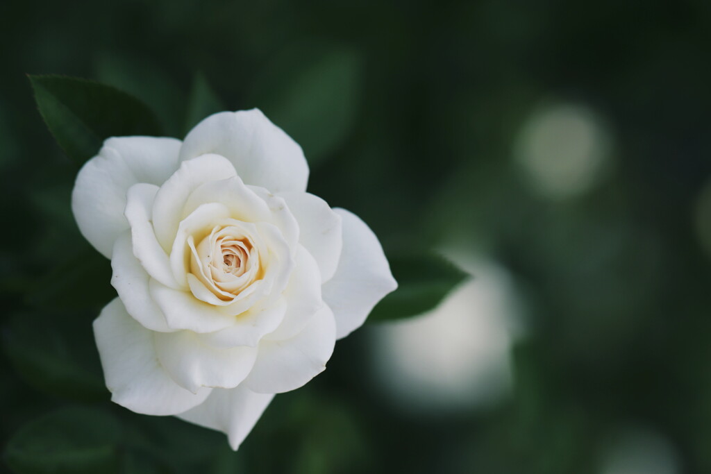 秋の薔薇