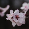 アーモンドの花