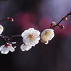梅