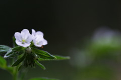 万葉の花　むらさき