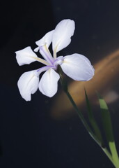 白花杜若