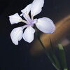 白花杜若