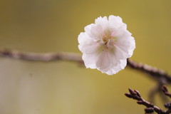 十月桜