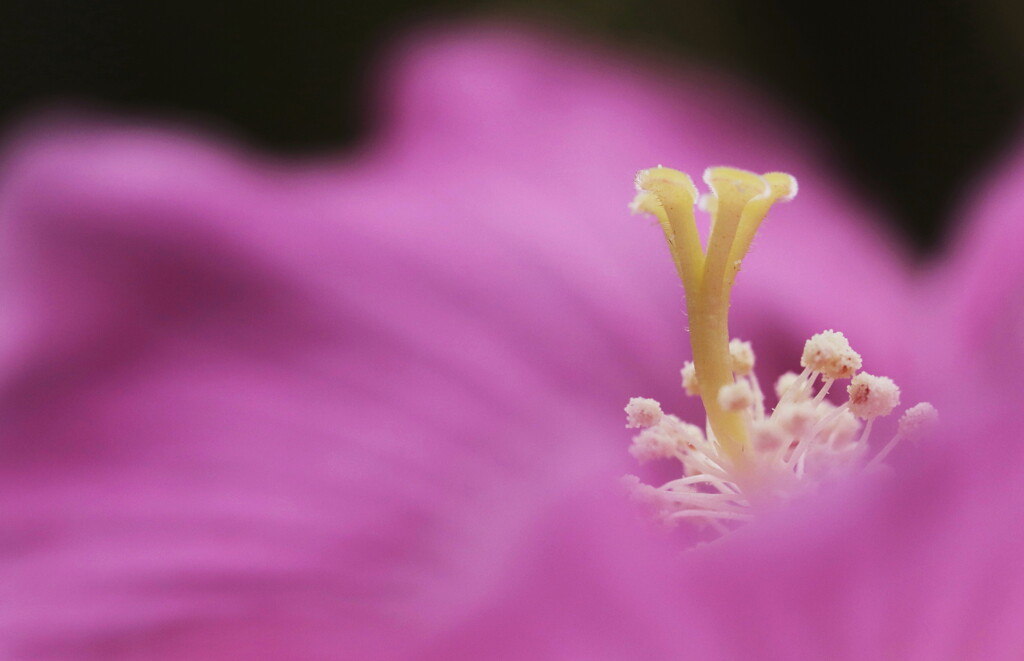 芙蓉