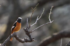 梅林のジョー君