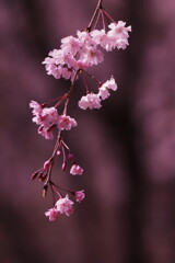 紅枝垂れ桜