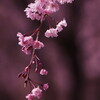 紅枝垂れ桜