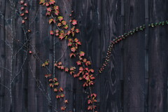 黒塀に秋の差し色