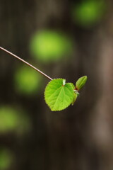 生まれたての緑
