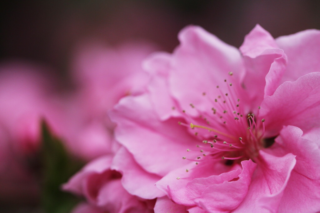 花桃