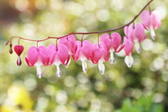 華鬘草