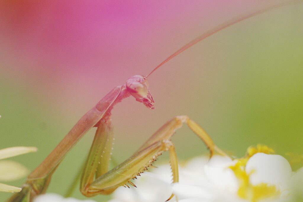 危険な花園