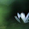 睡蓮