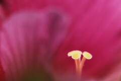 芙蓉