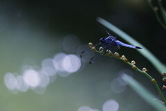 蜻蛉
