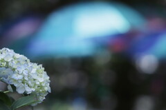 紫陽花