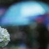 紫陽花