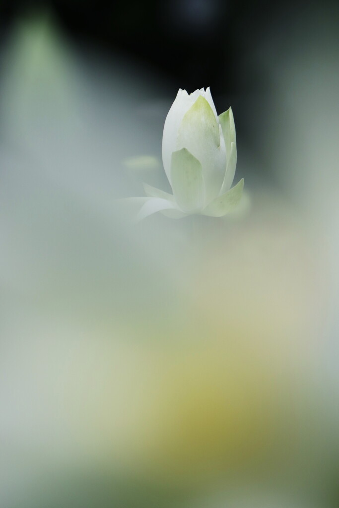 蓮