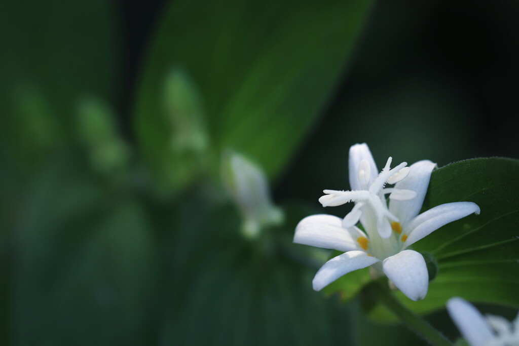 白花杜鵑