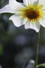 dahlia
