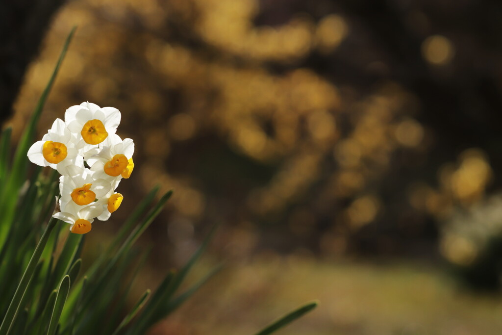 水仙と蝋梅の花見頃