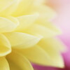 dahlia