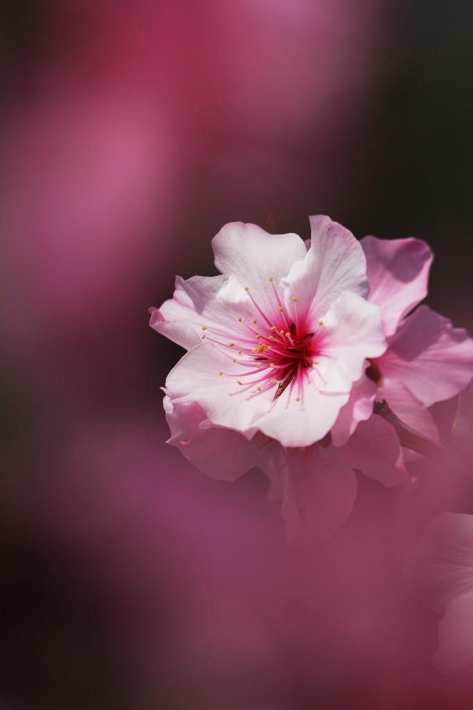 アーモンドの花