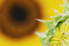 vitamin collar