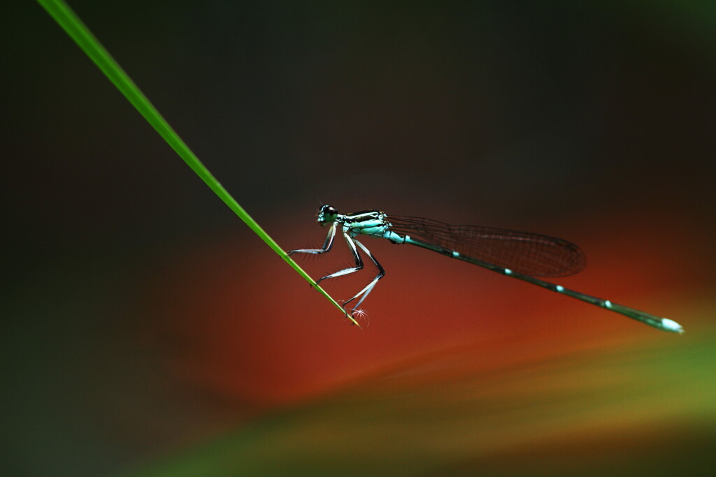 蜻蛉