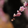 枝垂れ梅