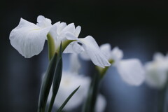 花菖蒲