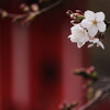 染井吉野が咲き始めました