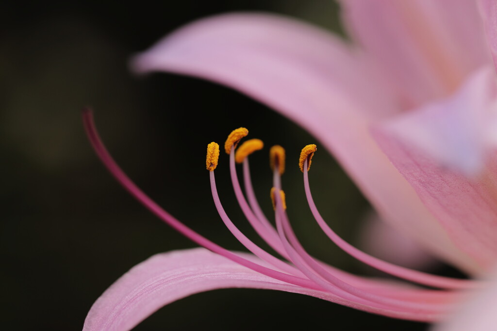 Lycoris