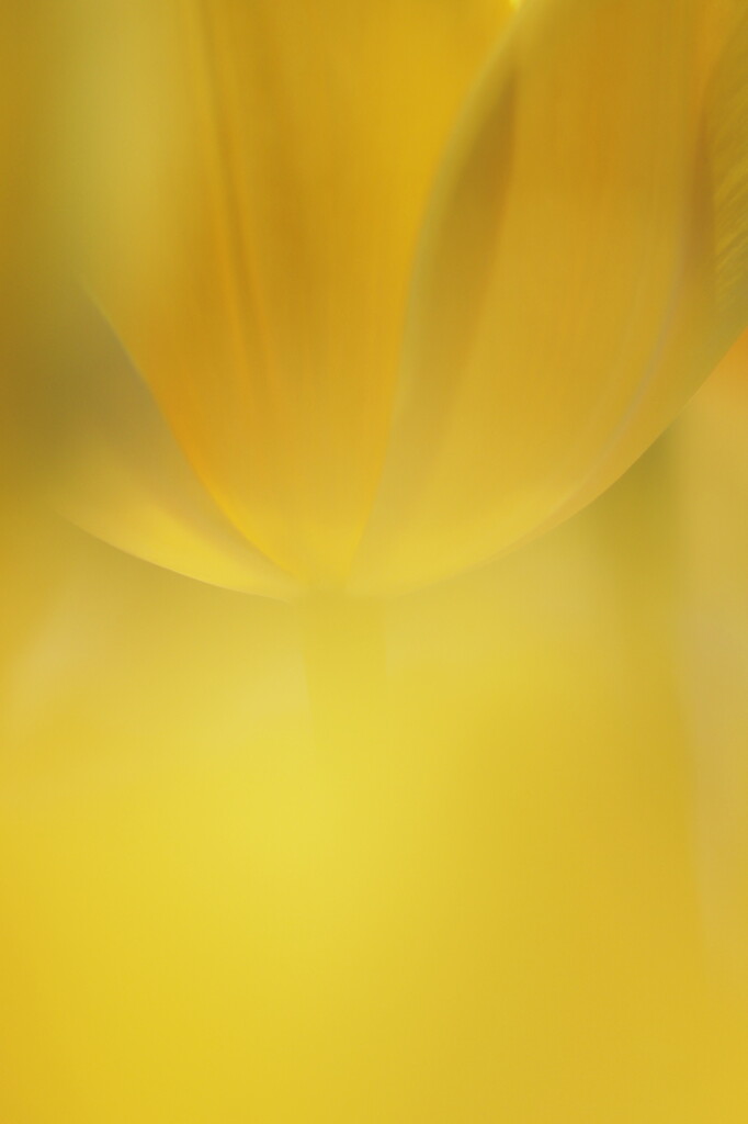 tulip