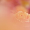 春のばら