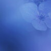 紫陽花