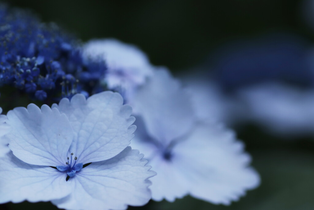 紫陽花