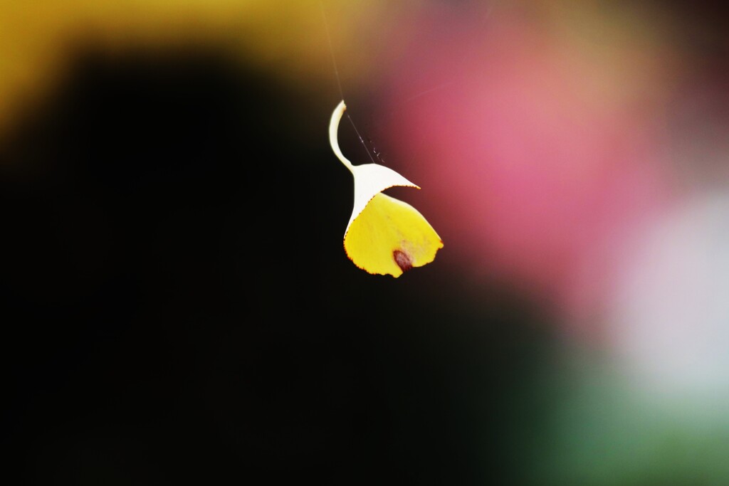 舞