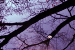すっかり冬木立に～