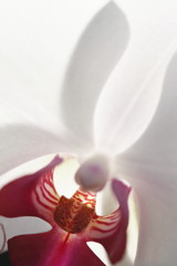 蘭
