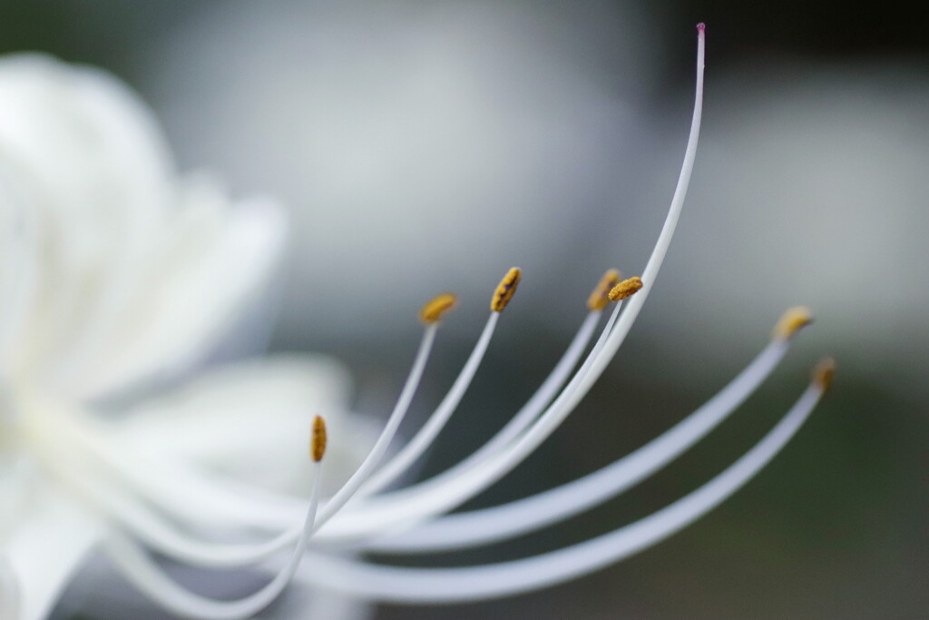 白花曼珠沙華