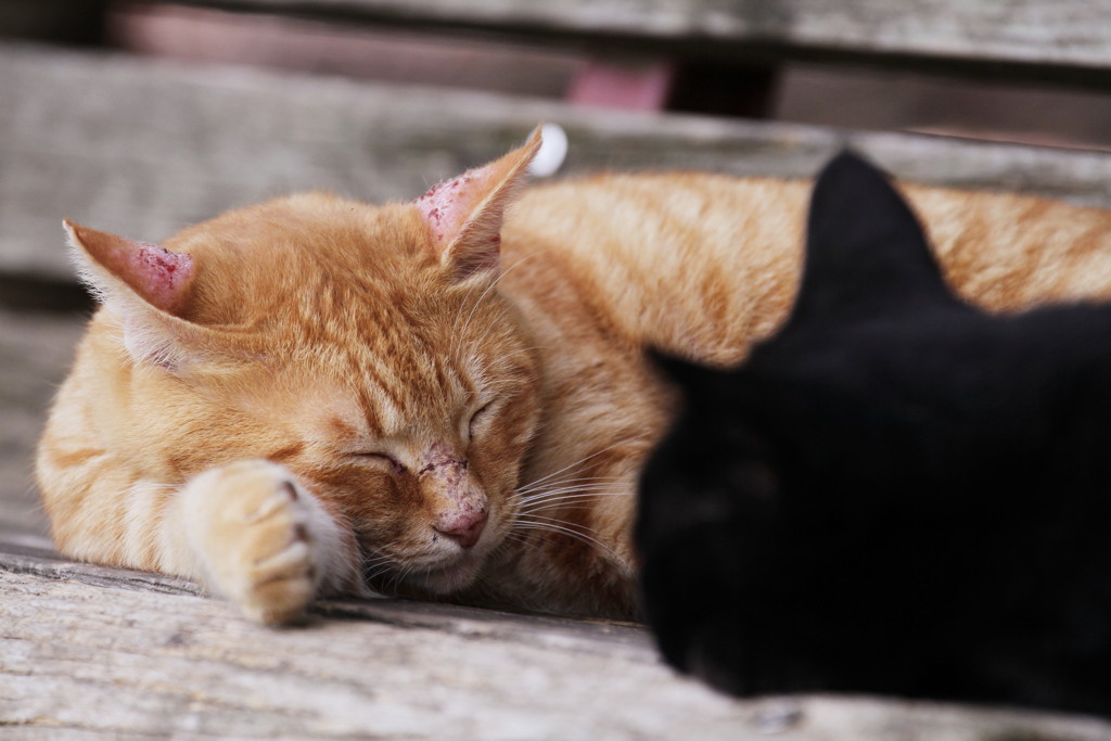 公園猫