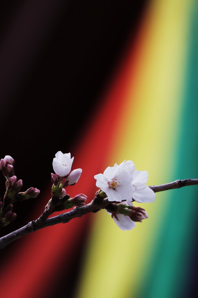 古寺の桜