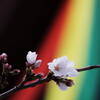 古寺の桜