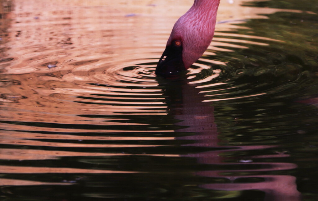 flamingo