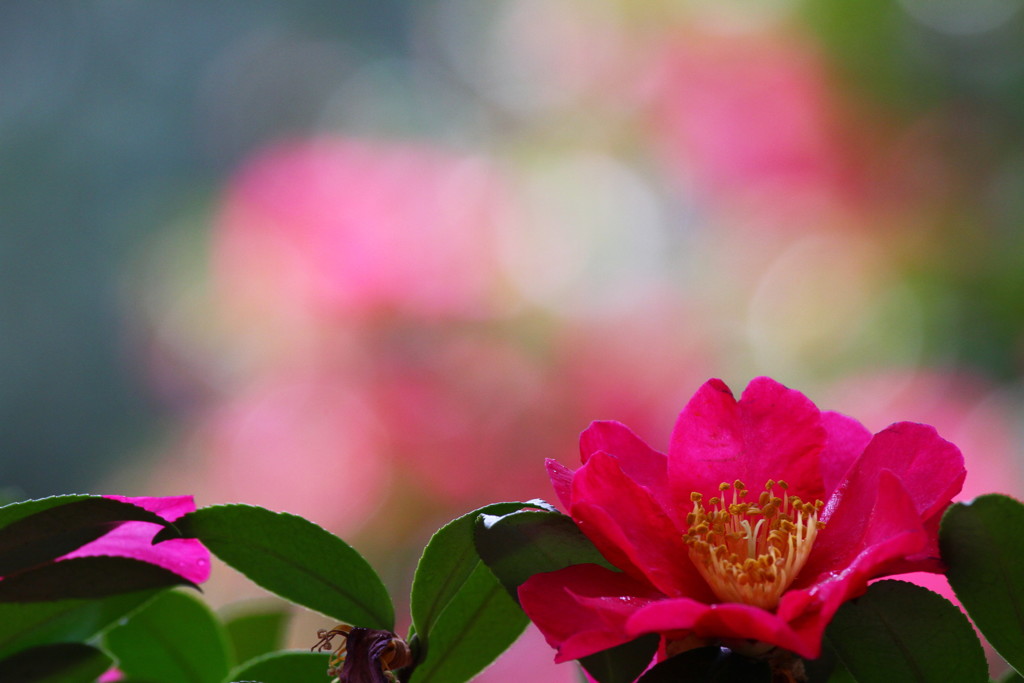 山茶花