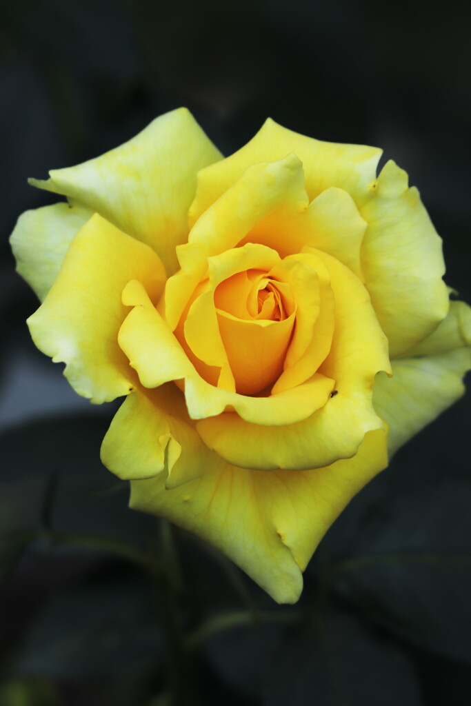 rose