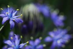 星花