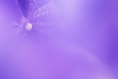 Vanda